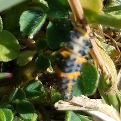 Coccinella septempunctata