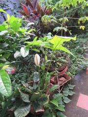 Xanthosoma wendlandii