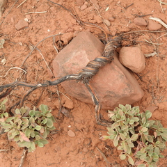 Atriplex confertifolia