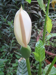 Xanthosoma wendlandii