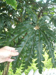 Plerandra elegantissima