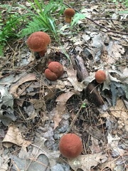 Baorangia