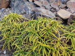 Calceolaria pinifolia