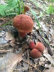 Baorangia