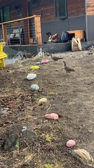 Dendragapus obscurus