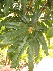 Plerandra elegantissima