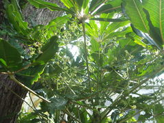 Plerandra elegantissima