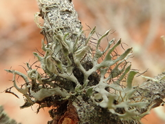 Heterodermia leucomelos