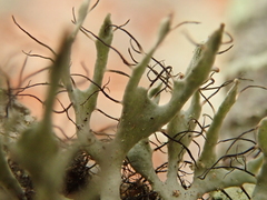 Heterodermia leucomelos