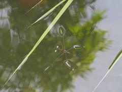 Aquarius elongatus