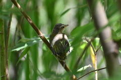 Vireo flavoviridis