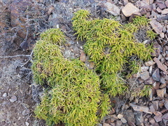 Calceolaria pinifolia