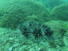 Astropyga pulvinata