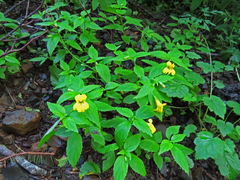 Erythranthe dentata