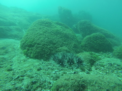 Astropyga pulvinata