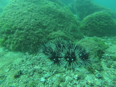 Astropyga pulvinata