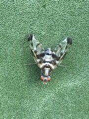 Pseudodyscrasis scutellaris