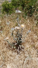 Cirsium occidentale occidentale
