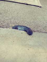 Belocaulus angustipes