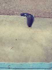 Belocaulus angustipes