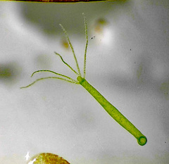 Hydra viridissima