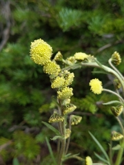 Artemisia scopulorum