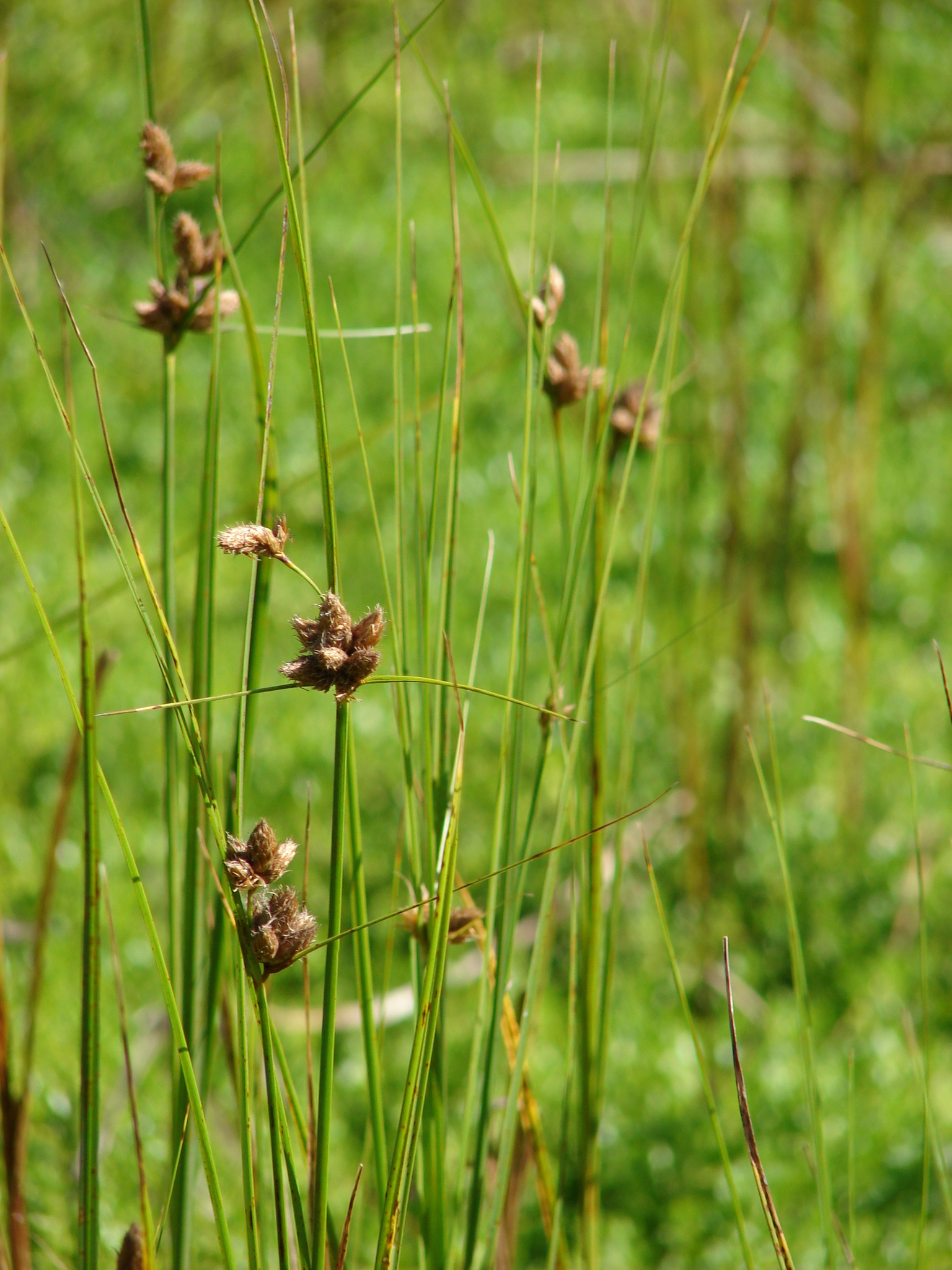 Bolboschoenus