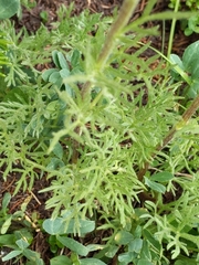 Artemisia scopulorum