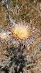 Cirsium occidentale occidentale