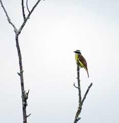 Pitangus sulphuratus