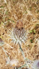 Cirsium occidentale occidentale