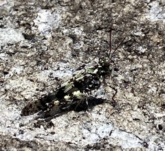 Trimerotropis saxatilis