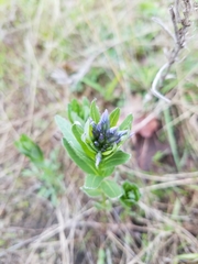 Amsonia ciliata