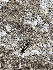 Trimerotropis saxatilis