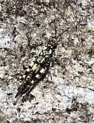 Trimerotropis saxatilis