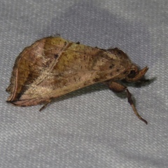 Pseudeva purpurigera