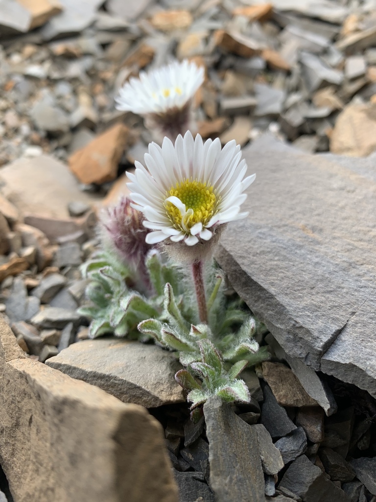Woolly Fleabane