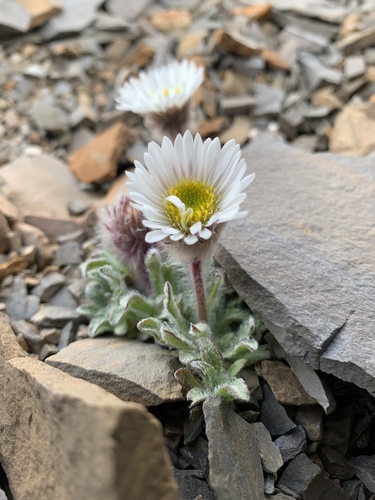 woolly fleabane (Erigeron lanatus)