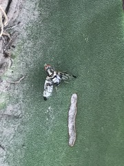 Pseudodyscrasis scutellaris