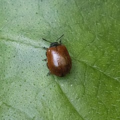 Plagiodera erythroptera
