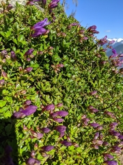 Penstemon davidsonii