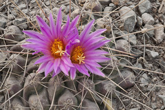 Thelocactus rinconensis freudenbergeri