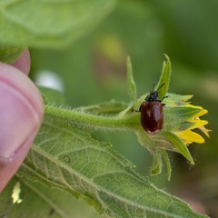 Plagiodera erythroptera