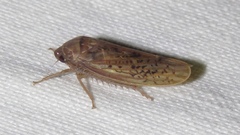 Ponana rubida