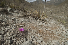 Thelocactus rinconensis freudenbergeri