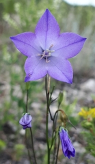 Campanula petiolata