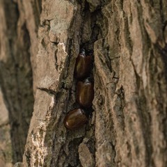 Plagiodera erythroptera