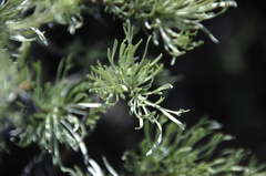 Artemisia rigida