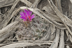 Thelocactus rinconensis freudenbergeri