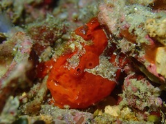 Antennarius maculatus